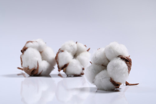 Fleurs de coton sur une surface blanche